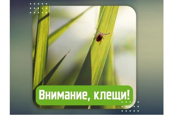 Внимание! Сезон активности клещей!
