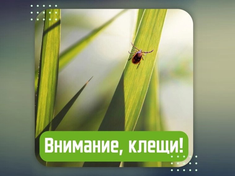 Внимание! Сезон активности клещей!